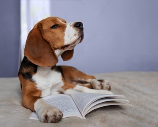 Мои любимые животные