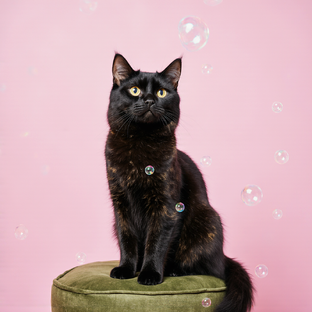 Бесподобное