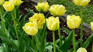 Уход за тюльпанами