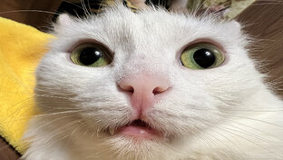 😁 Случайно попало на камеру 😁