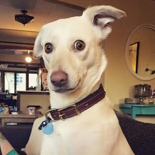 Факты о собаках