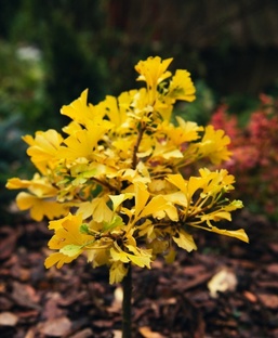 Хвойная экзотика