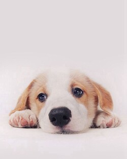 Собака - лучший друг человека!