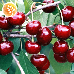 Вишня ранняя