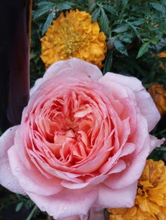 Розы Девида Остина  .