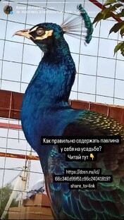содержание павлинов, мой опыт