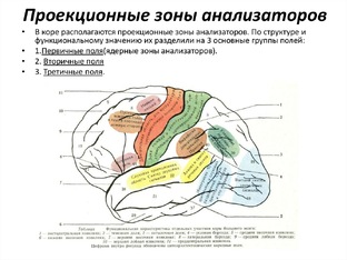 Кора больших полушарий головного мозга 