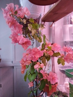 Бугенвиллия