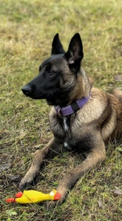 WinnerHund Ezhik♂