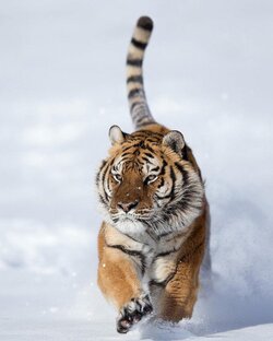 Дикие животные