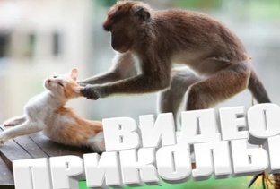 Видео Приколы