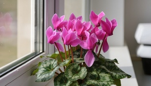 Домашняя оранжерея