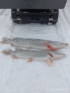 Щука на жерлицы.  2023-24 год