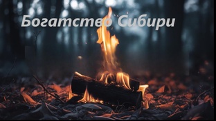 В лес за грибочками!)