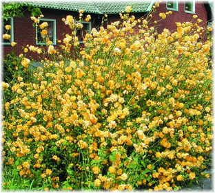 Украшение и обустройство участка