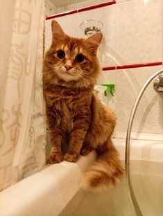 Без кота жизнь не та