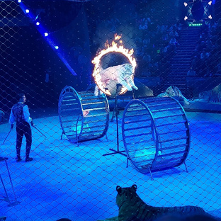 Цирк: честные обзоры и лучшие места