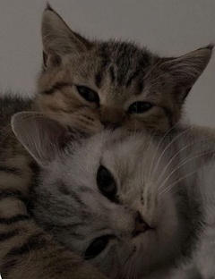 Эстетика 