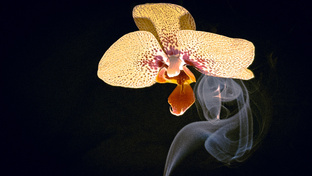 Мобильная съемка-хобби