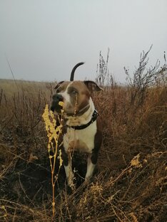 Осень 