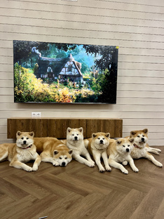 Акита Семья или когда все дома🏡