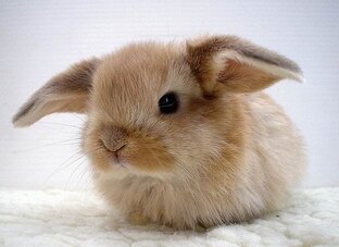 Декоративный кролик 🐇