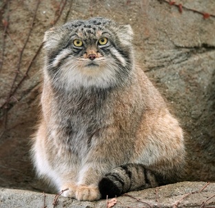 Байки ветврача