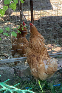 Куриные истории 🐔