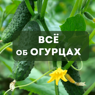 Всё об огурцах