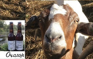 Обязательно ли давать  козам  зерно?