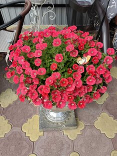 Петунии из семян