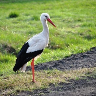 Аисты: мифы, перелёты и жизнь за окном