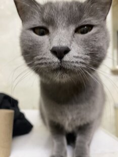 Домашние животные 