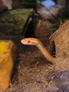 Рептилии 🐍🦎