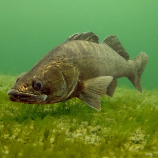 Судак: хищник пресных вод, о котором мало кто знает