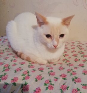 В добрые ручки