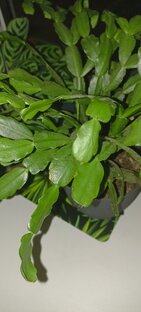 Цветы на подоконнике