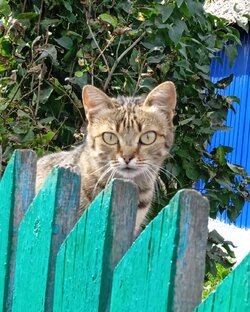 Прикольные ролики