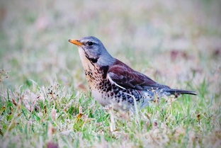 Птицы рядом с нами