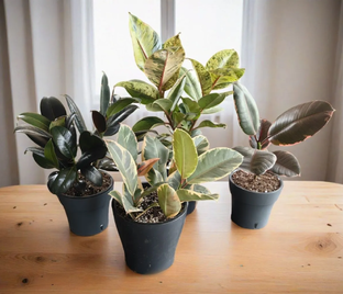 Мои растения