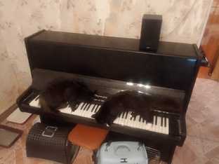 Кошки и музыка