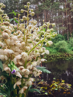 Город из мха 