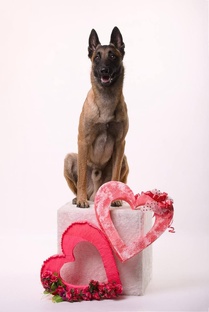 WinnerHund Uran♂