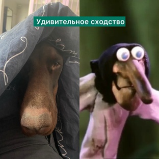 Веселые ролики