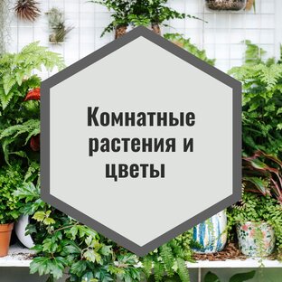 Домашние цветы и растения