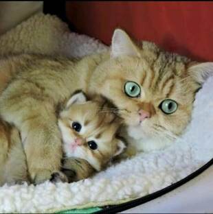 Бумажные питомцы