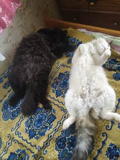 Мои любимые коты