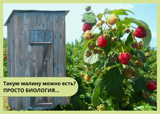 СанПин рекомендует