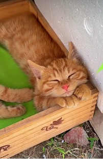 Котикопозитив. Смешные видео с котиками🤣