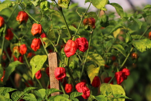 Удобрения и подкормки для перцев